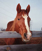 Sonny is a retired horse from an out of state police department.  Sonny has a special need because he is allergic to hay.  This is commonly known as heaves or chronic obstructive pulmonary disease (COPD).&nbsp; The allergic reaction creates excess mucus in the lungs making very little air space.  At some time prior to coming to the Sanctuary, he got into some molded hay which caused a severe allergic reaction and resulted in this disease (COPD).